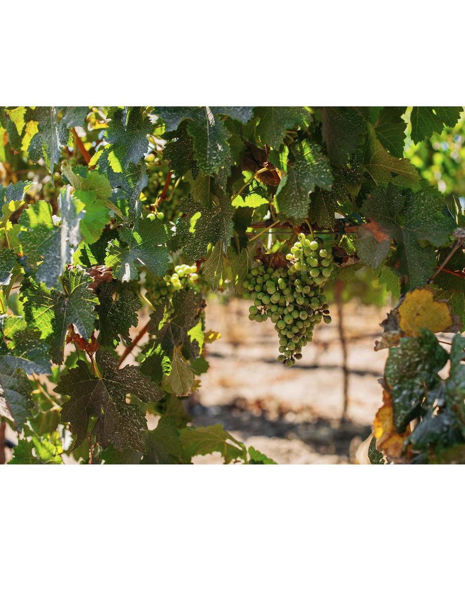 Vino blanco Sauvignon Blanc 750 ml 5