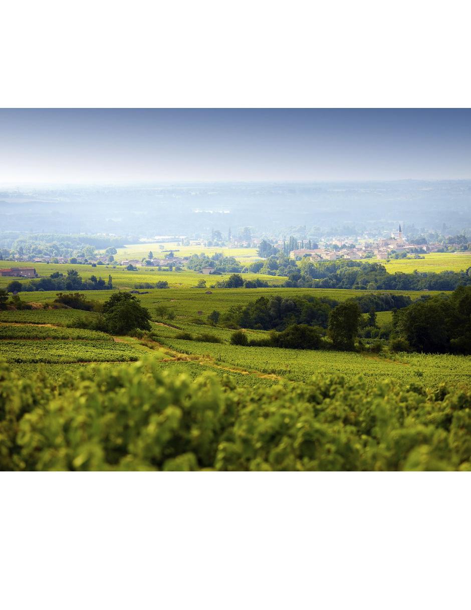 Vino blanco Macon-Villages Chardonnay 750 ml 2