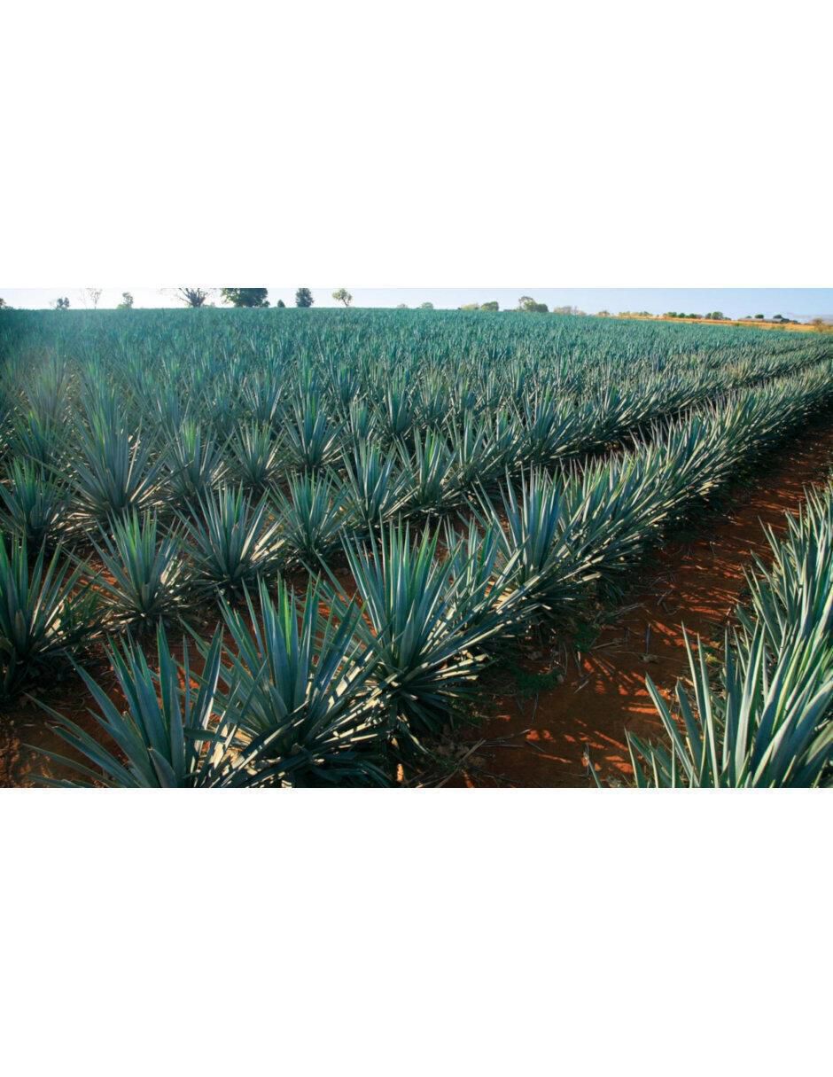 Tequila Jarana tipo Blanco 6 piezas 1 l c/u