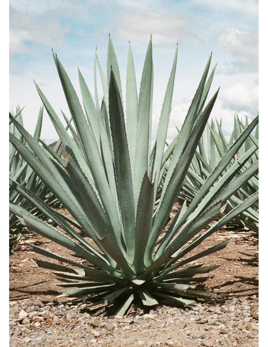 Tequila Carrera tipo Cristalino 750 ml