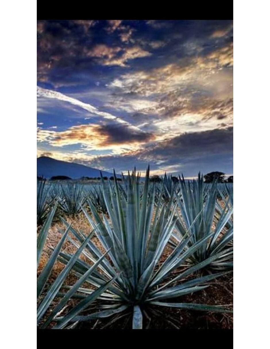 Caja de tequila Orendain tipo Blanco 6 piezas 1.75 L c/u